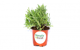 Simply Fresh Lavender-PP   Box  100 grams